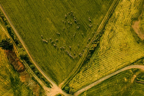 Aerial View Flock Sheep Grazing Pastures Landscape Livestock Drone Point — Stock Photo, Image