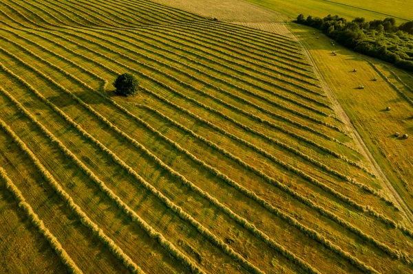 干し草の生産のために用意された新鮮な切り草のフィールド スロバキアで栽培された農地の空中ビュー — ストック写真