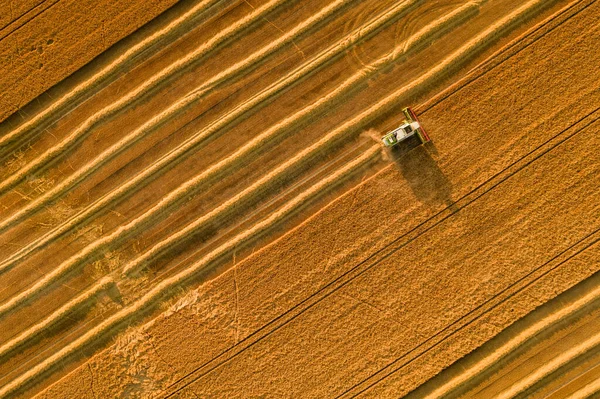 Colheita Trigo Vista Aérea Ceifeira Debulhadora Trabalho Durante Época Colheita — Fotografia de Stock