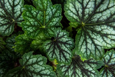 Heuchera çiçek desenli arka plan bırakır. Koyu yeşil heuchera yeşili üst görünüm. 