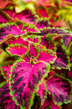 Değişik pembe ve yeşil Coleus bitkilerini kapatın. Boyalı ısırgan otu, alev ısırganı, dekoratif ısırgan otu. Yemyeşil renkli koleus çalısı.