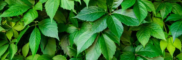 Virginia creeper plant banner. Natural floral pattern. Lush dark green foliage of a parthenocissus plant.