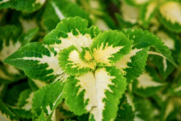 Nahaufnahme Einer Bunten Gelben Und Grünen Coleus Pflanze Buntnessel Brennnessel — Stockfoto