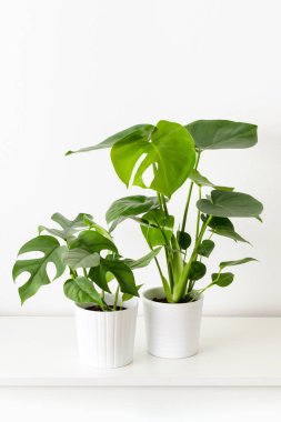 Genç Monstera deliciosa ve Monstera minima bitkileri beyaz duvara karşı beyaz raflarda beyaz seramik kaplarda. Modern ev dekorasyonu olarak egzotik ev bitkileri.