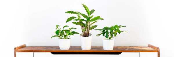 Various tropical houseplants in white ceramic pots on white shelf against white wall. Indoor home garden banner. Potted exotic house plants.