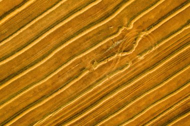 Taze hasat edilmiş buğday tarlasının havadan görünüşü. Yukarıdan ekilmiş tarım arazisinin güzelliği ve desenleri.
