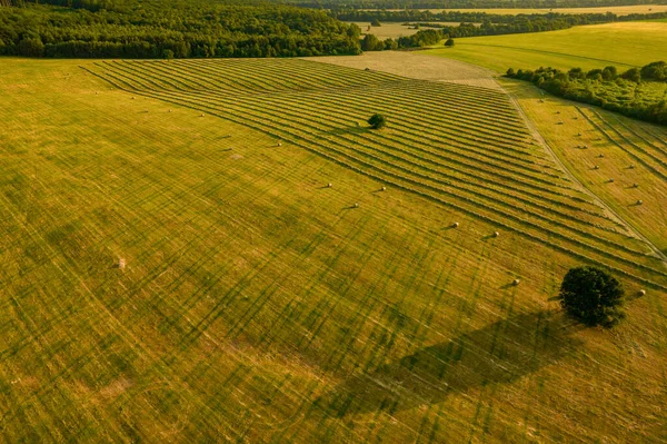 Fields of freshly cut grass prepared for hay production. Aerial view of a cultivated farmland in Slovakia.