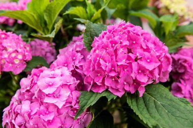 Canlı pembe ortanca çiçekleri yakınlaşır. Ortanca makrofili çalısı. Hortensiya çiçek arkaplanı.
