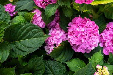 Canlı pembe ortanca çiçekleri yakınlaşır. Ortanca makrofili çalısı. Hortensiya çiçek arkaplanı.