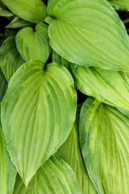 Hosta çiçek desenli arka plan bırakıyor. Yemyeşil hosta yaprak üst görünümü. 