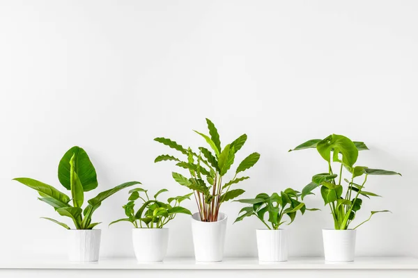 Collection Various Tropical Houseplants Displayed White Ceramic Pots Potted Exotic — Stock Photo, Image