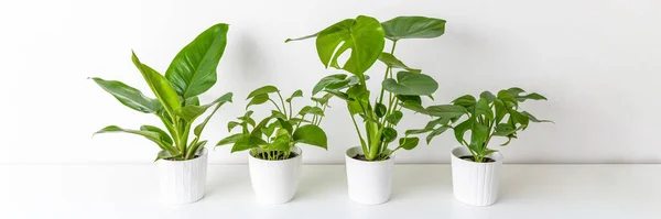 Coleção Várias Plantas Sala Tropicais Exibidas Vasos Cerâmica Branca Plantas — Fotografia de Stock
