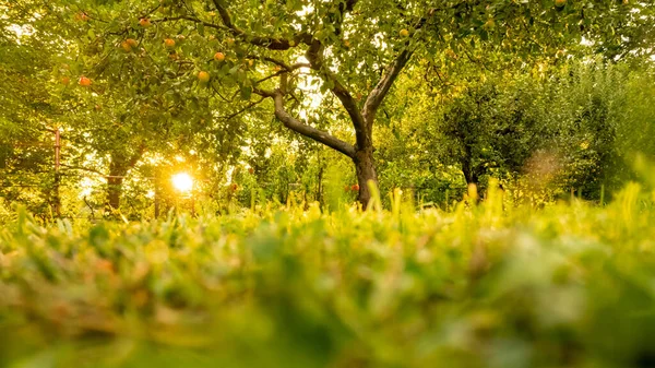 夏日日落时 美丽的花园里长着苹果树 苹果园的低角 — 图库照片