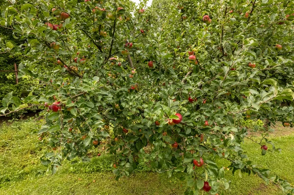 Jabłoń Soczystymi Dojrzałymi Czerwonymi Jabłkami Rolnictwo Ekologiczne Produkty Domowe Zrównoważone — Zdjęcie stockowe