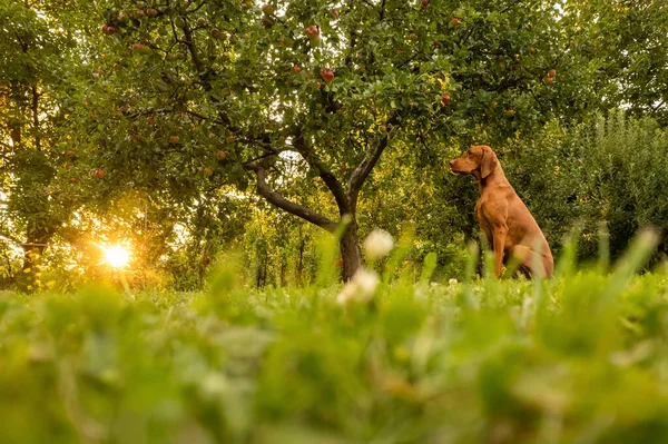 Красивый Венгерский Портрет Собачьего Сада Охотничья Собака Визла Сидит Саду — стоковое фото