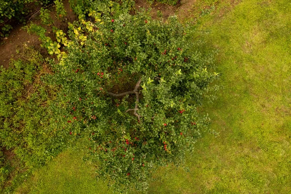 Aerial View Apple Tree Ripe Red Apples Eco Farming Home — Stock Photo, Image