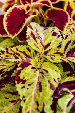Çeşit çeşit bordo ve yeşil Coleus bitkisine yakın çekim. Boyalı ısırgan otu, alev ısırganı, dekoratif ısırgan otu. Yemyeşil renkli koleus çalısı.