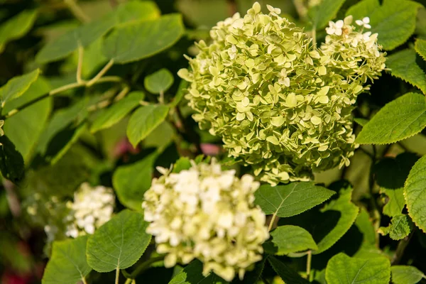 Hydrangea Arborescens Annabelle Λείο Θάμνο Ορτανσία Λευκά Λουλούδια Που Γίνονται — Φωτογραφία Αρχείου
