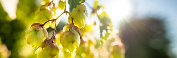 Frische Grüne Hopfenzapfen Wachsen Der Rebe Hopfenbanner Zutaten Zum Bierbrauen — Stockfoto