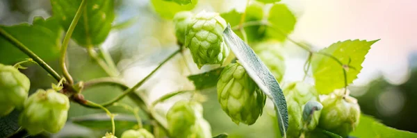 Fresh Green Hop Cones Growing Vine Hop Banner Beer Brewing — Stock Photo, Image