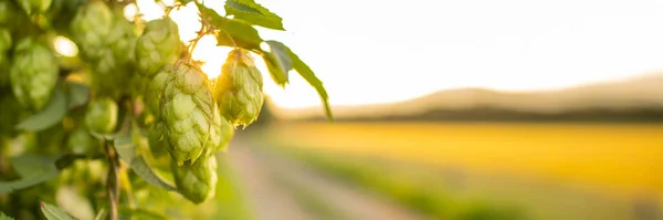 Fresh Green Hop Cones Growing Vine Hop Banner Beer Brewing — Stock Photo, Image