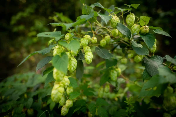 Frische Grüne Hopfenzapfen Wachsen Der Rebe Hopfen Hintergrund Zutaten Zum — Stockfoto