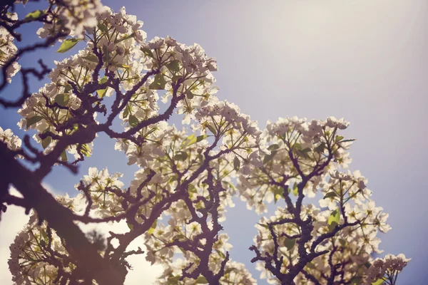 Horizontal colour image of pear tree in bloom — Stock Photo, Image