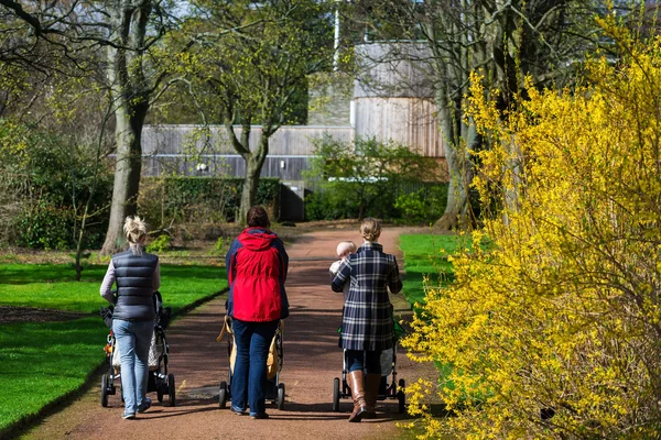 Image couleur horizontale de 3 amies se promenant dans un parc avec leurs enfants en poussette — Photo