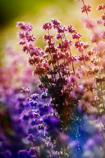 Blumenhintergrund. Schöne Blumen mit Farbfiltern — Stockfoto