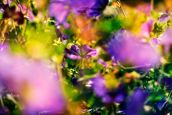 Квітковий фон. красиві квіти з кольоровими фільтрами — стокове фото
