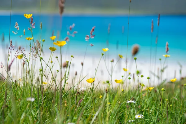 Крупним планом весняних квітів з білого піщаного пляжу, бірюзова вода і острів у фоновому режимі, Luskentyre, острів Харріс, Кречом, Марком Ніссеном. — стокове фото
