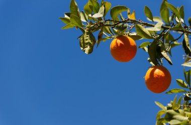 portakal ağacı dalı