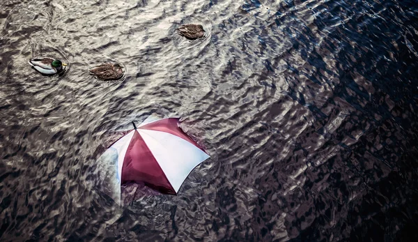 Raining too much? Escape the bad weather, vacation concept. Umbrella swimming in water.