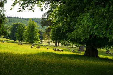 Picturesque pastures with sheep, Scotland, UK clipart