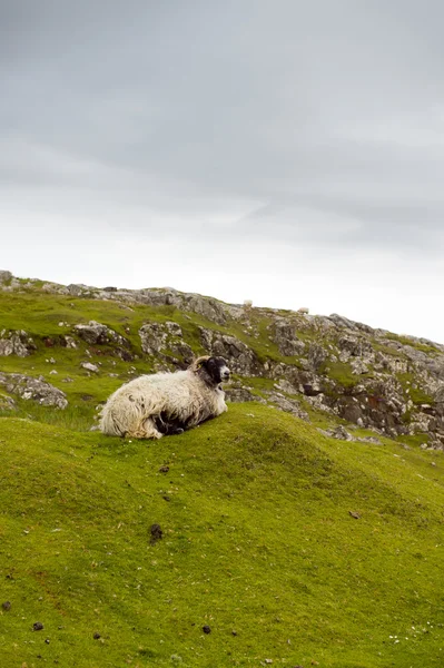 Koyun ve pitoresk otlaklar, ümit, Outer Hebrides, İskoçya — Stok fotoğraf