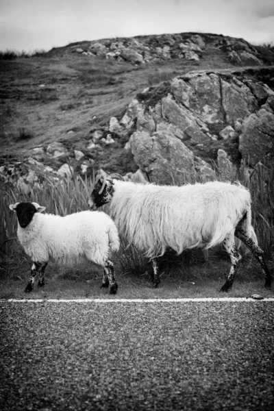 Duas ovelhas andando na rua na Escócia — Fotografia de Stock