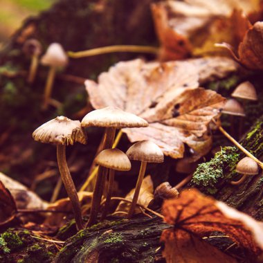 Sonbahar orman yabani mantar yakın çekim