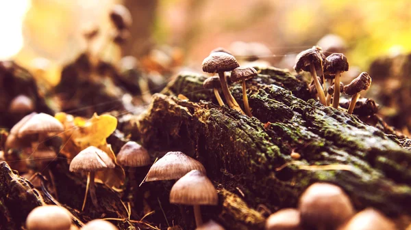 Champignons sauvages de la forêt d'automne gros plan — Photo