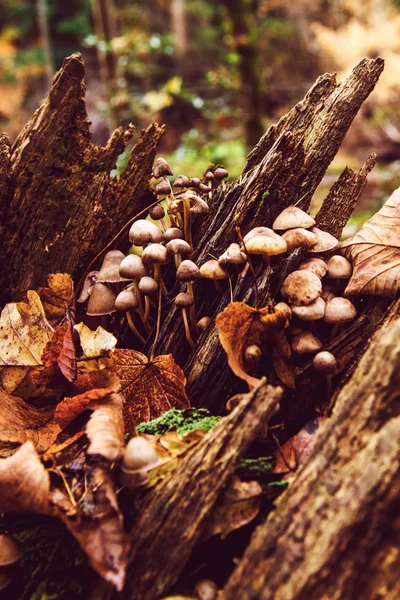 Podzimní Les lesní houby zblízka — Stock fotografie