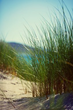 Sunny beach kumulları, uzun otların ve mavi gökyüzü ile