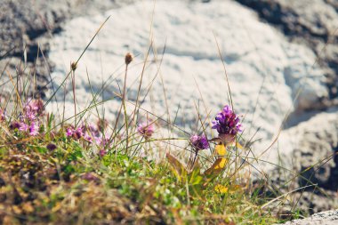 Bahar çiçekleri, Luskentyre, Harris Isle, Hebrides, İskoçya yakın çekim.