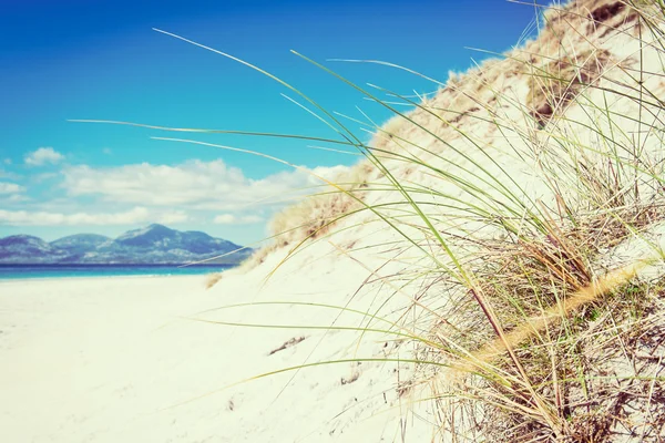 Sunny beach with sand dunes, tall grass and blue sky — Stock Photo, Image