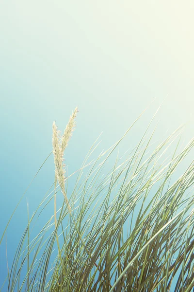 背の高い草と青空、ラスケンタイア ビーチ、ハリス島、スコットランドの砂丘 — ストック写真