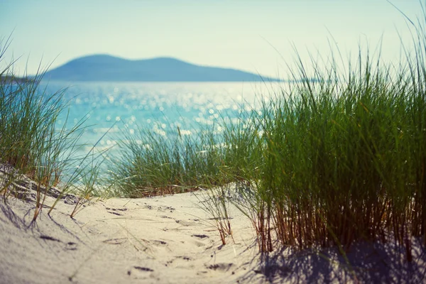 阳光明媚的沙滩与沙丘、 高高的草丛和蓝蓝的天空 — 图库照片