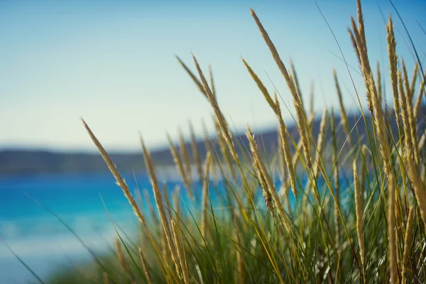 Sunny beach with sand dunes, tall grass and blue sky — Stock Photo, Image