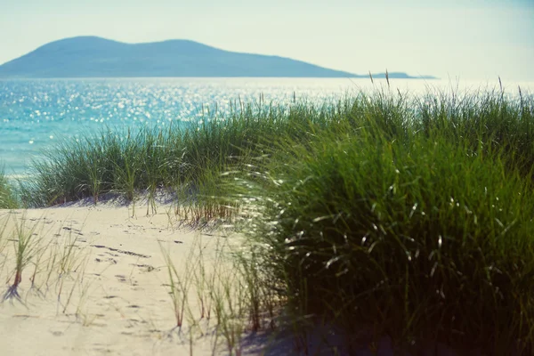 Sunny beach with sand dunes, tall grass and blue sky — Stock Photo, Image