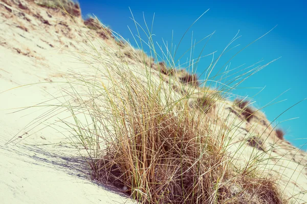 White sand dunes, tall grass and blue sky3, Luskentyre beach, Isle of Harris, Scotland — Stock Photo, Image