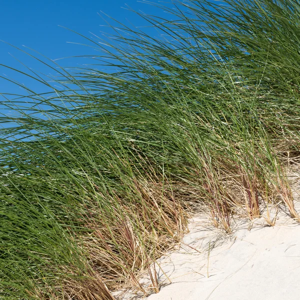 Sand dunes with tall grass and blue sky, Luskentyre beach, Isle of Harris, Scotland — Stock Photo, Image