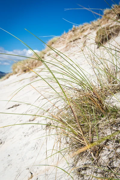 White sand dunes, tall grass and blue sky3, Luskentyre beach, Isle of Harris, Scotland — Stock Photo, Image