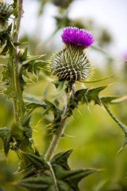 Süt thistle. Flowerhead. Çiçekli bitki, İskoç Ulusal çiçeği